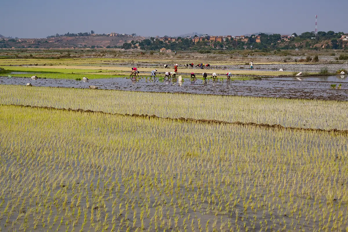 madagascar risaie