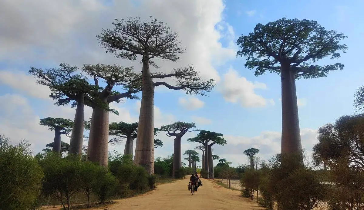 20 madagascar bikepacking baobab