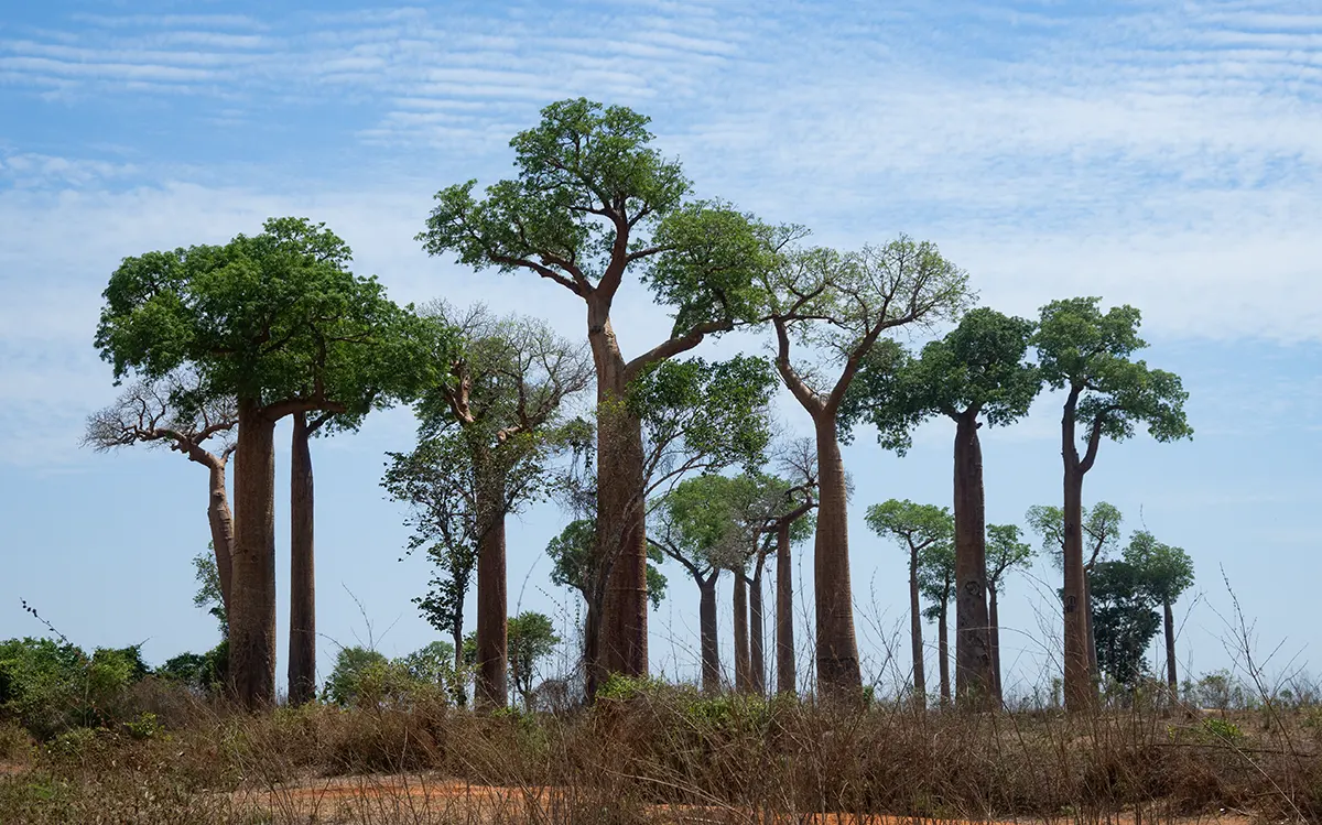 22 madagascar baobab belo tsiribihna