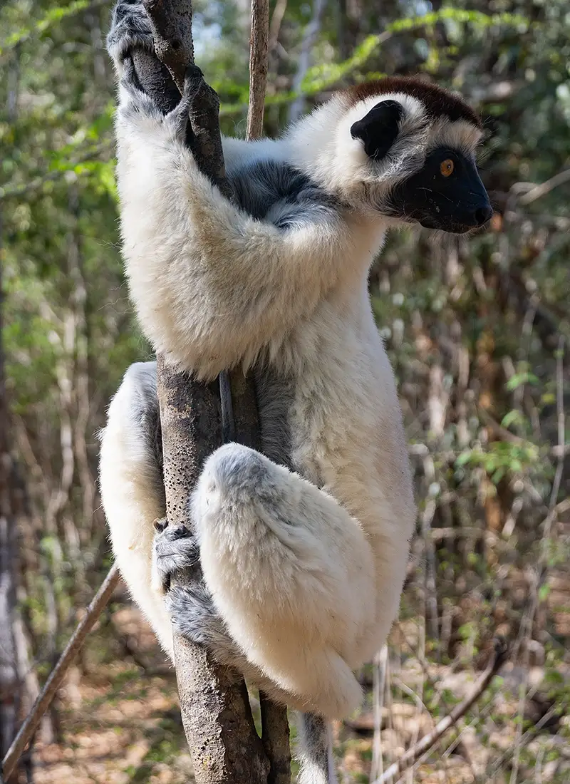 25 madagascar lemuri akiba lodge