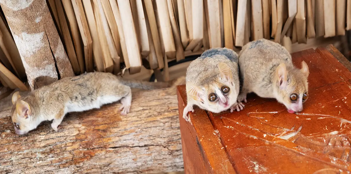 26 madagascar lemuri grey mouse