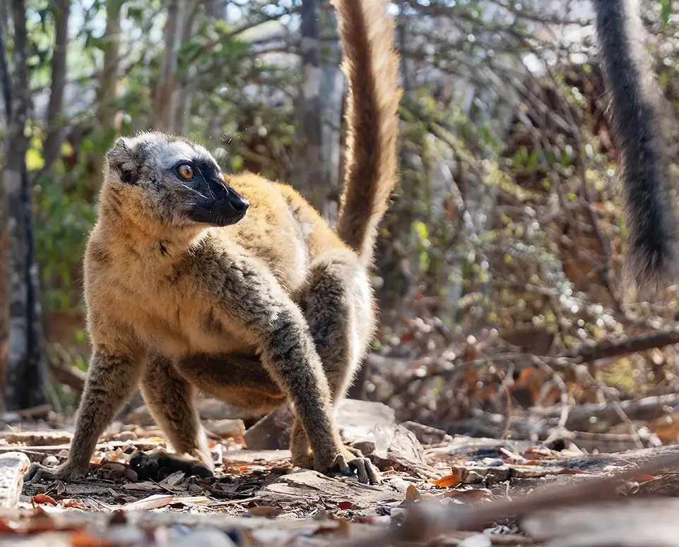 28 madagascar lemuri akiba lodge