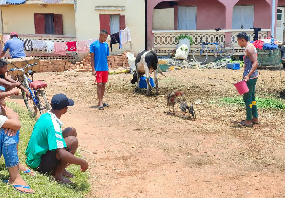 38 madagascar antananarivo combattimento galli