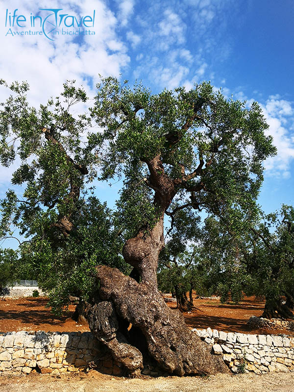 ulivo ultracentenario