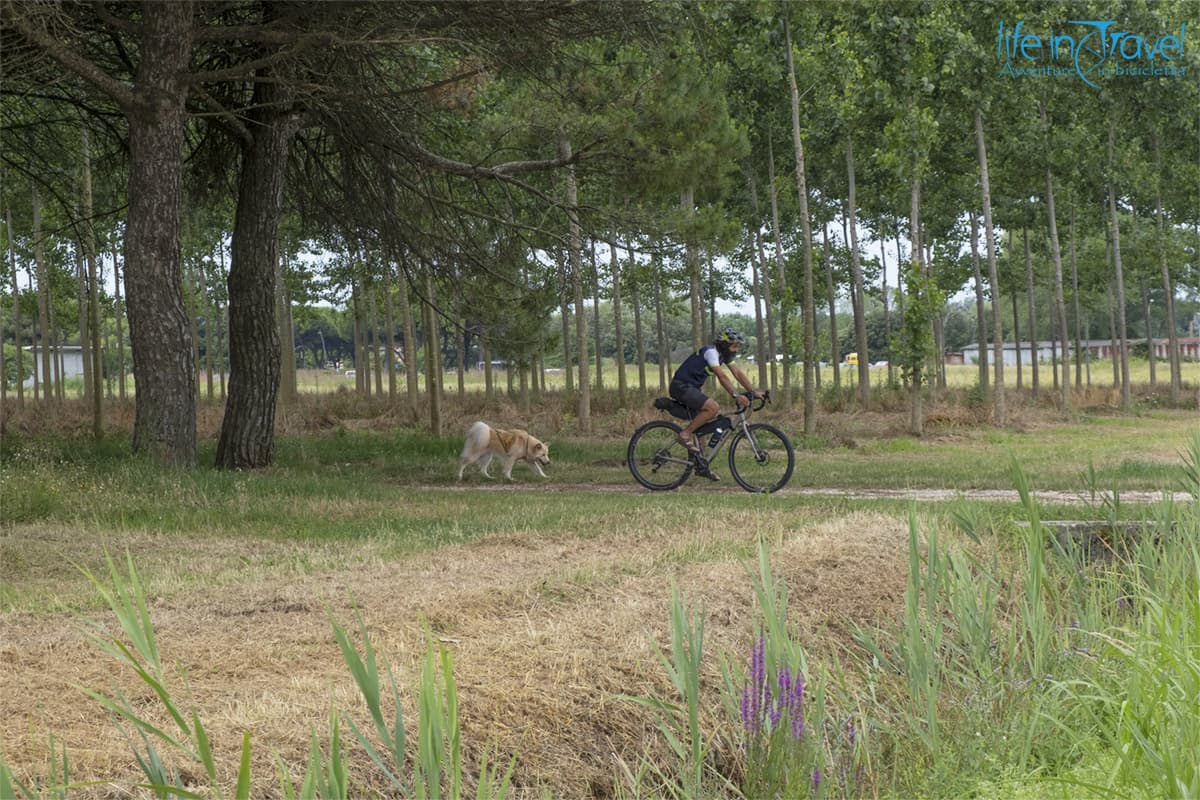 sterrati in pineta