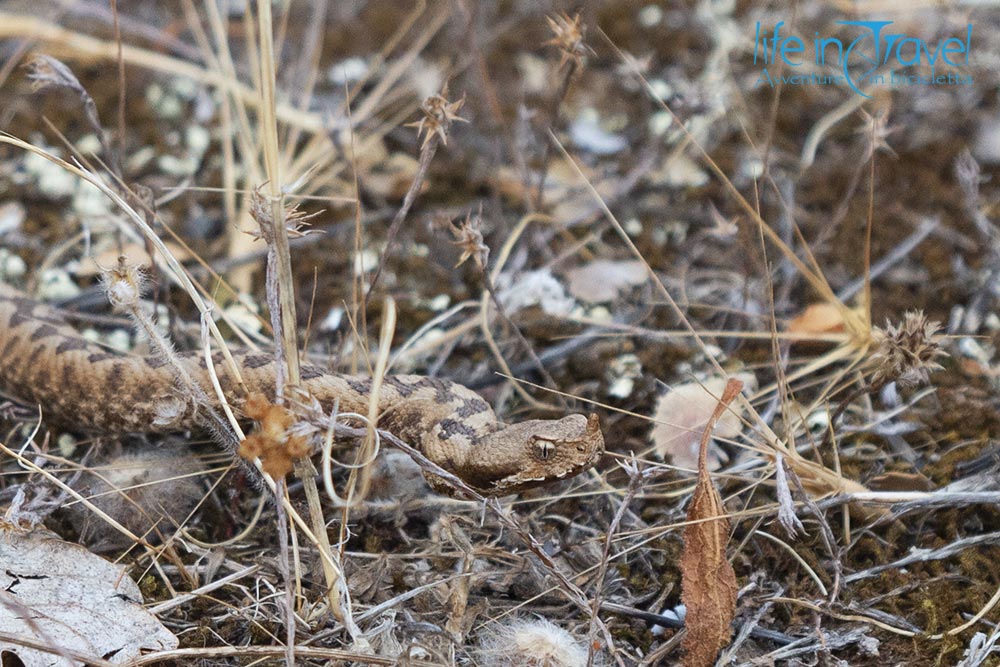 horned viper