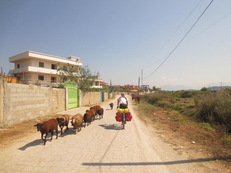 pedalando con pecore e capre