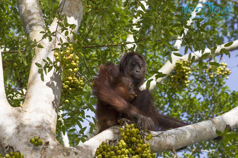 orang utan