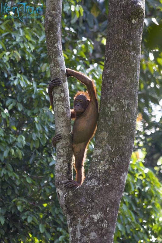 sepilok orangutan centre