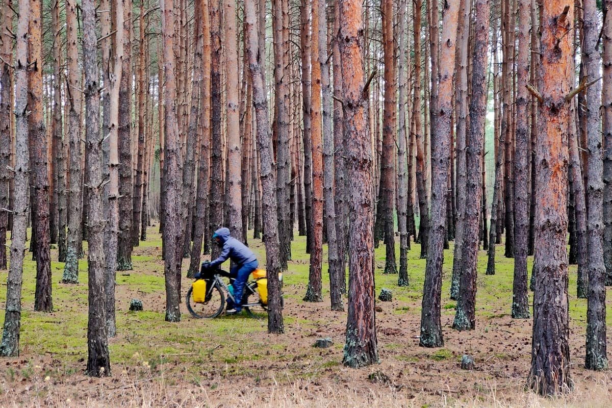 dog rescue georgia in bici
