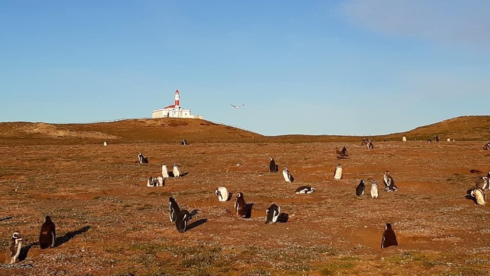 faro e pinguini