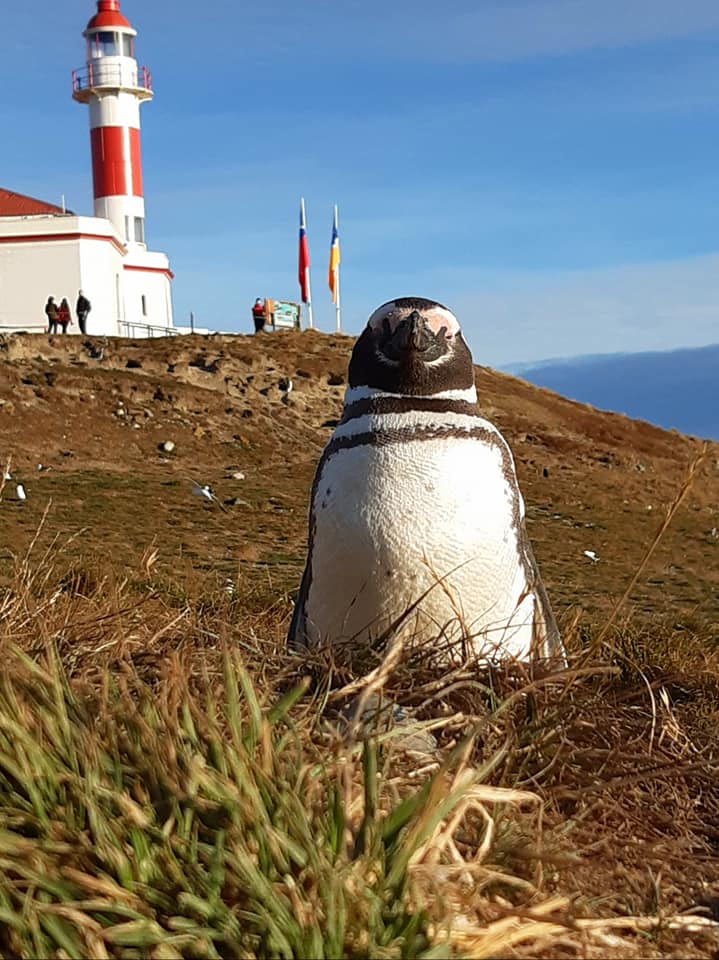 primo piano di un pinguino