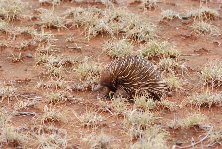 Echdna nel parco nazionale di cape Range