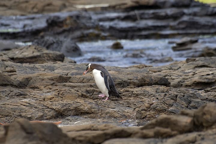 Catlins, la remota regione della Nuova Zelanda