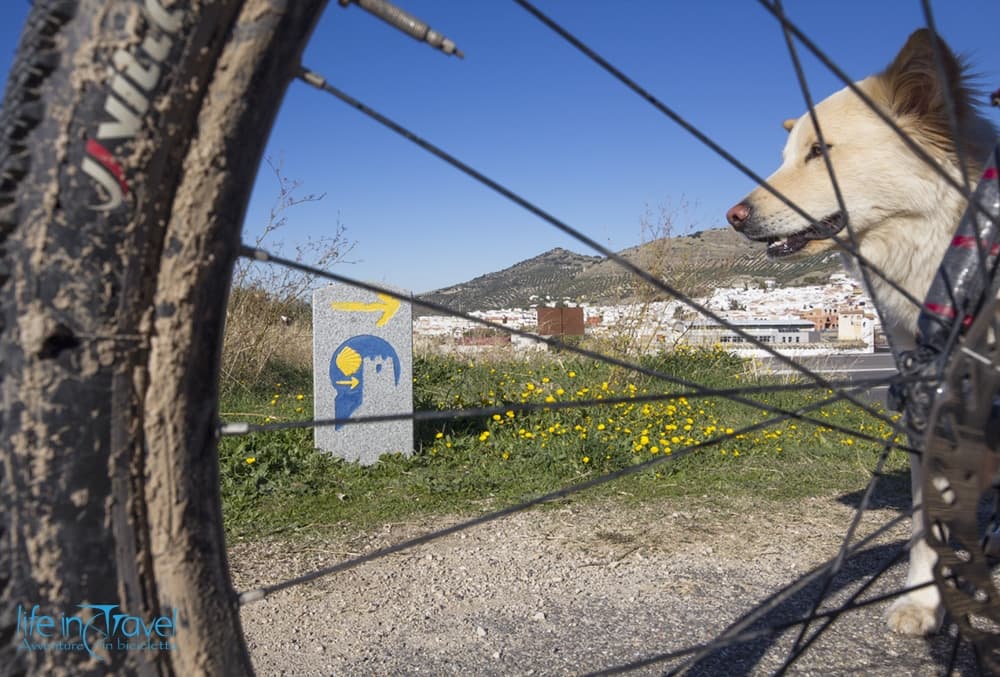 Viaggiare in bici con il cane