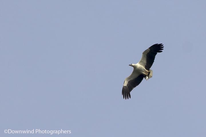 Aquila pescatrice - Malesia