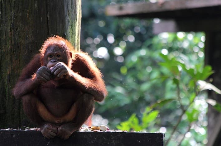 Centro di conservazione degli orang utans di Sephilok