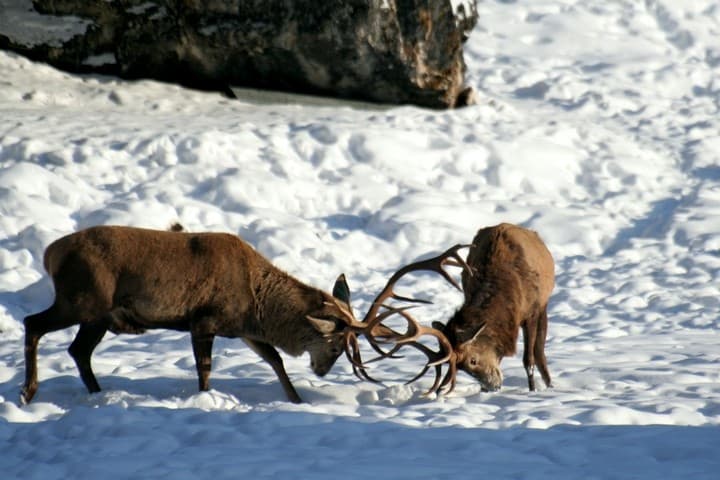 Parco Naturale di Paneveggio