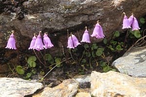 Fiori Gran Paradiso