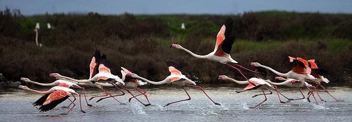 Birdwatching come vestirsi