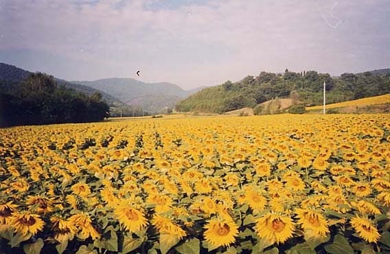 Siena e Val d'Orcia: un weekend enogastronomico in Toscana