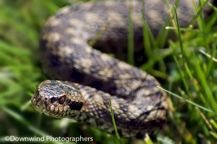 Vipera nel parco dello Stelvio