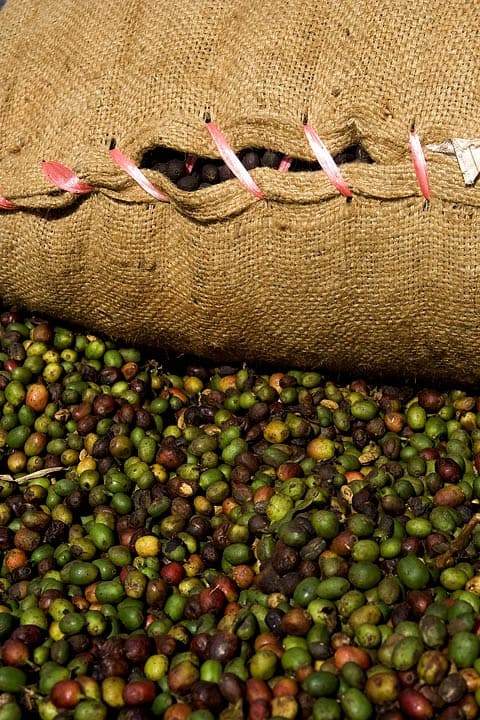 Caffè della Bolaven Plateau