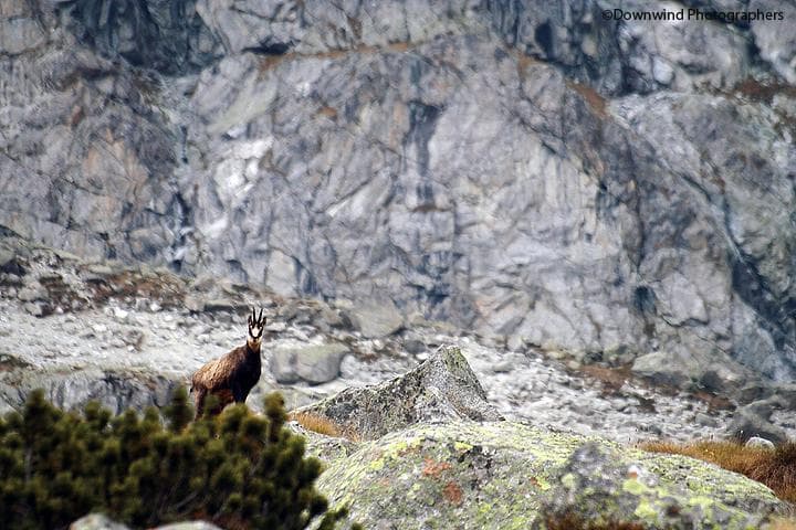 Da malga Bedole in val Genova al rifugio Mandron: trekking sull'Adamello