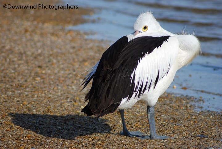 Pellicano australiano Eyre Peninsula