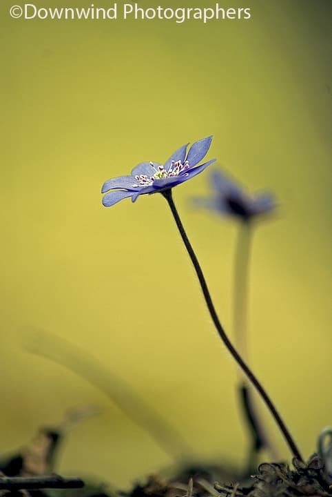 Aenemone Hepatica