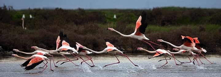 Due giorni sul Delta del Po: birdwatching e cultura