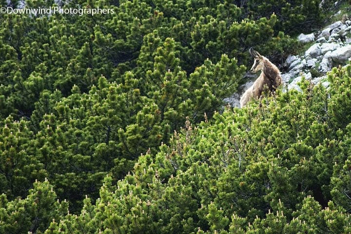 Camoscio nel bosco 