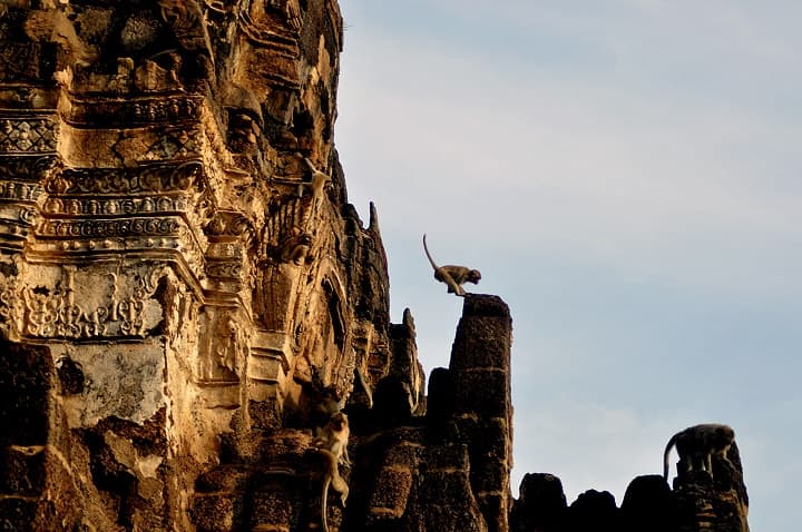 Macachi a Lopburi