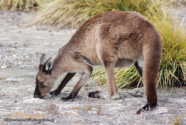 Canguro a Kangaroo island