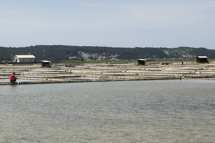 Saline di Sicciole