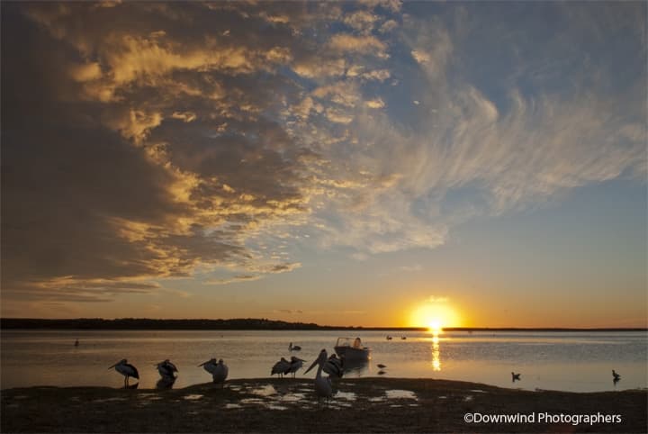 Pellicani al tramonto