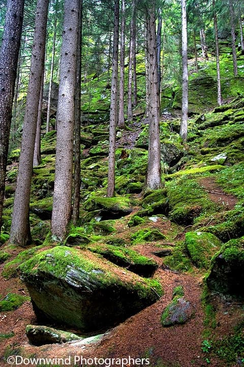 Umido sottobosco