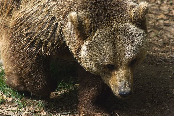 Bayerischer wald, alla scoperta della natura in Germania