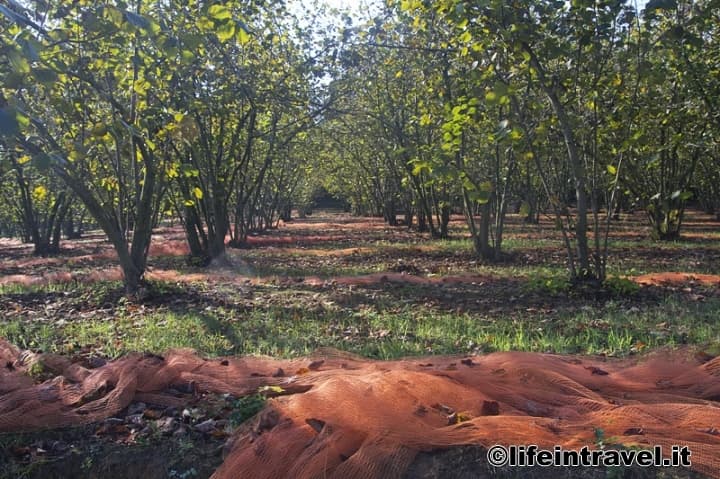 Coltivazione di noccioli nell'astigiano