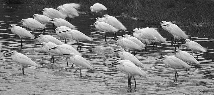 Birdwatching a Comacchio