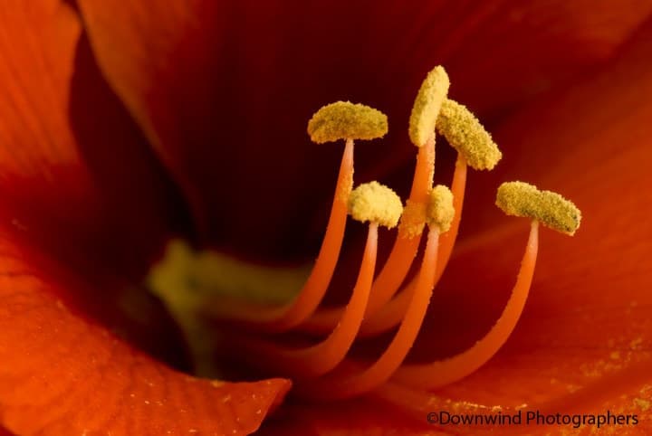 Macro di un fiore