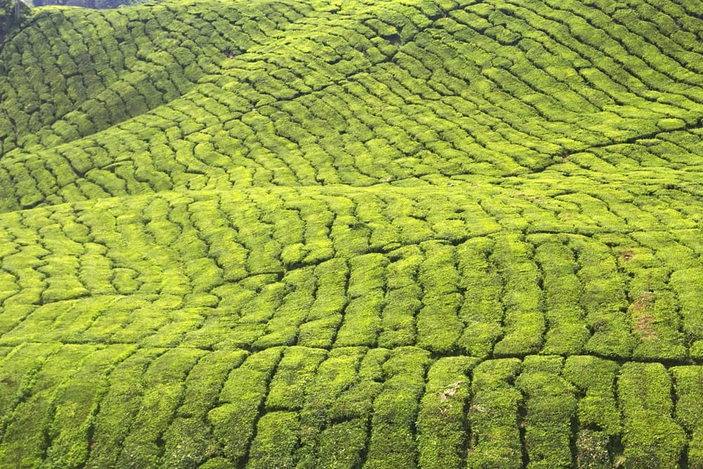 Cameron Highlands - Kuala Lumpur: in bici tra le piantagioni di thè