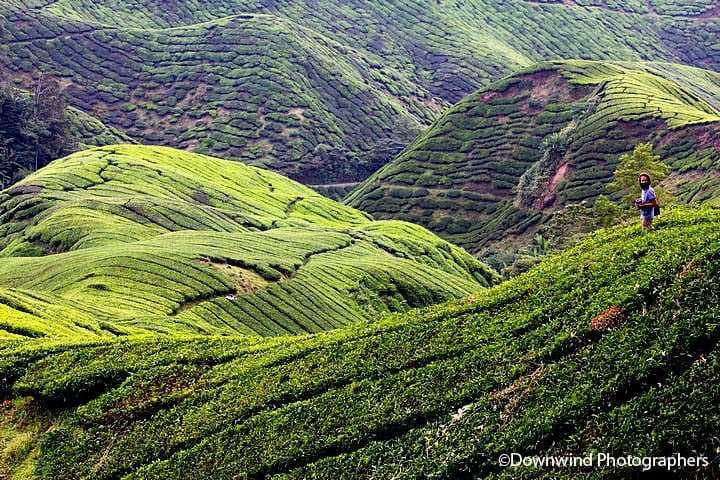 Distese di thè nelle highlands malesi