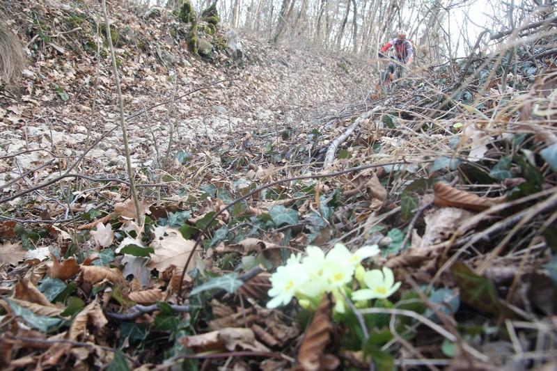 bosco citta rovereto mtb