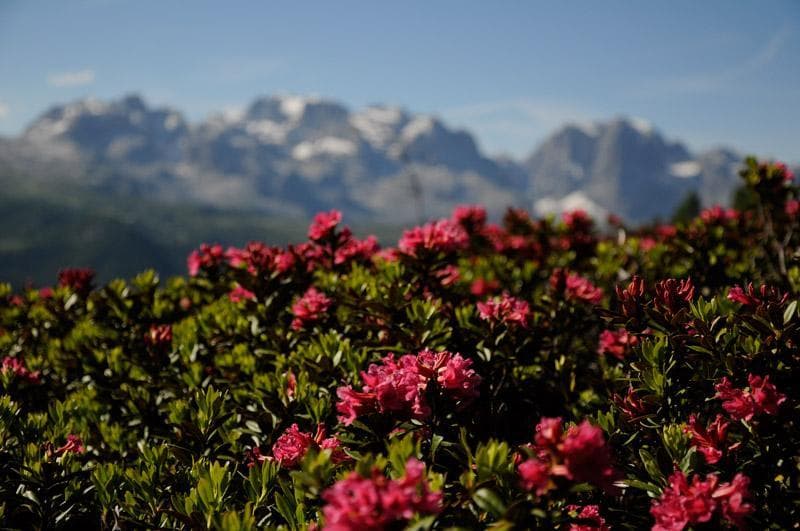 rododendri e brenta