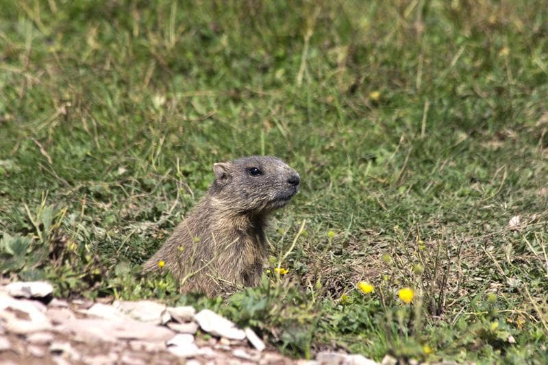 marmotta