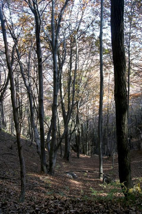 camminando nel bosco