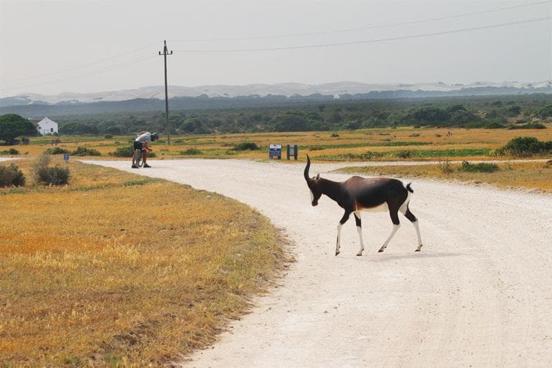 bontebok de hoop