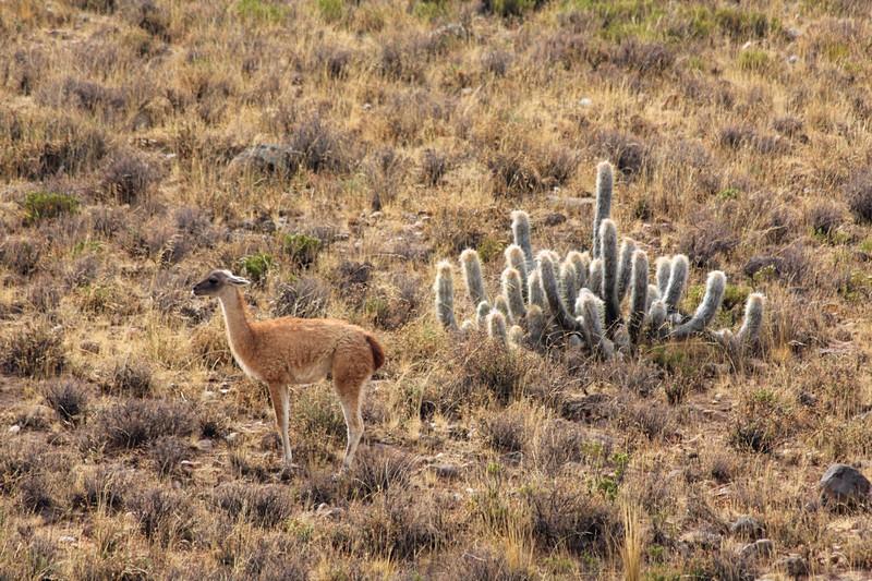 guanaco