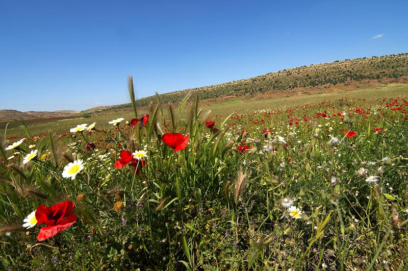 primavera marocco